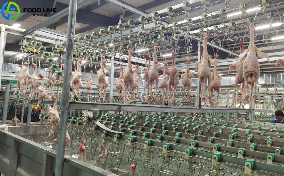 chicken blanching device